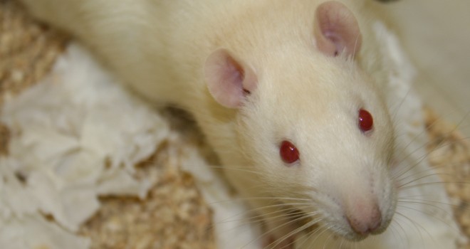 Investigadores conectan el cerebro de dos ratas para compartir información